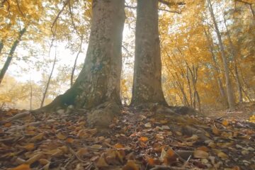 Природа. Фото: скріншот YouTube-відео