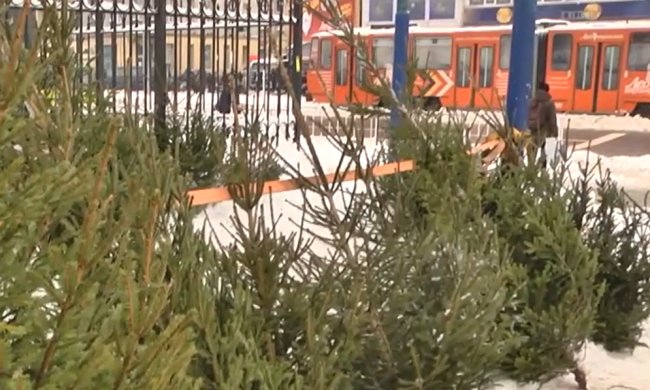 Сколько стоит ель