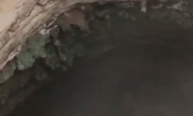 Пещера. Фото: скриншот YouTube