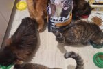 Допомога безпритульним тваринам від ВБФ АТБ у прифронтових регіонах