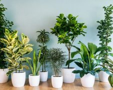 Комнатные растения, которые освежат воздух в жуткую духоту