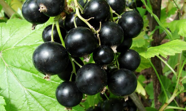 Если не хватает времени на спорт, то эта ягода поможет избавиться от лишнего жира