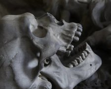 Ученые выяснили причины изменения формы черепа человека