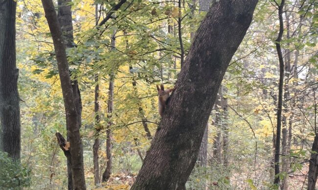 Погода, осень, потепление. Фото: Стена