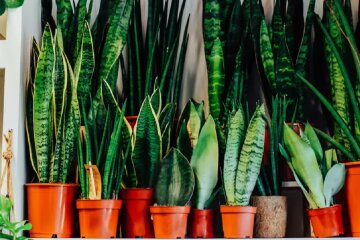 Комнаные растения. Фото: YouTube