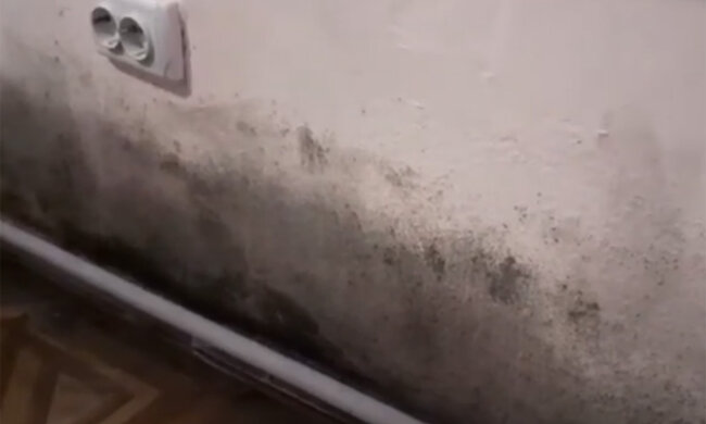 Цвіль. Фото: youtube.com