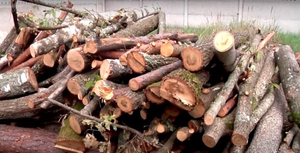 Можно выхватить штраф до 25 500 гривен: украинцев предупредили о суровом наказании за дрова