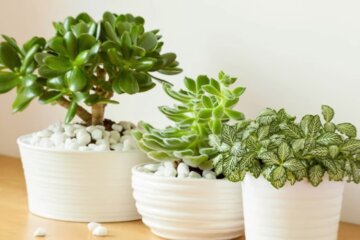 Красивое денежное дерево, фото: youtube.com