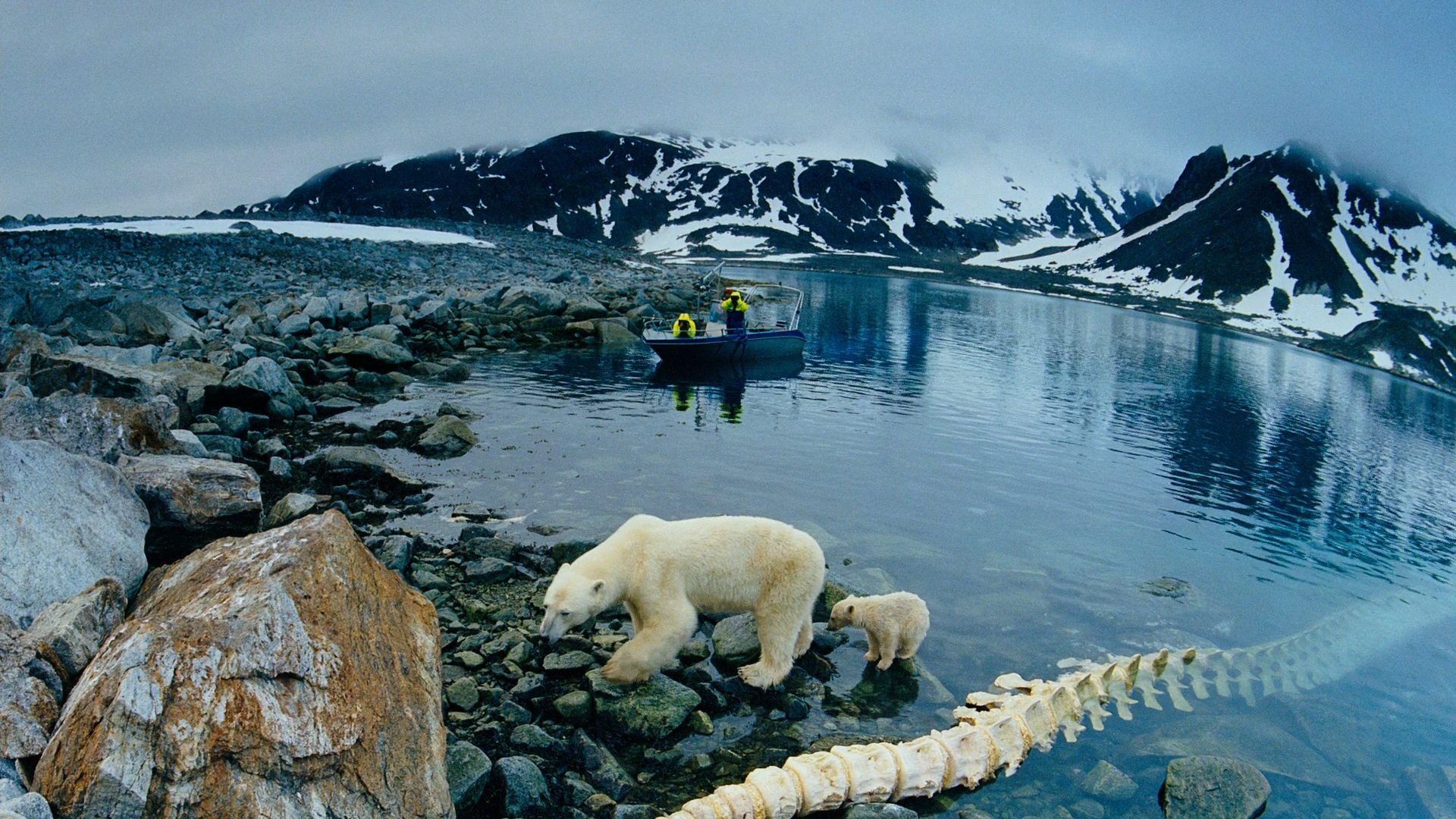 Экологические проблемы северного ледовитого океана. Тундра в Антарктиде. Карское море. Северный Ледовитый океан остров Гренландия. Новая земля острова Северного Ледовитого океана.