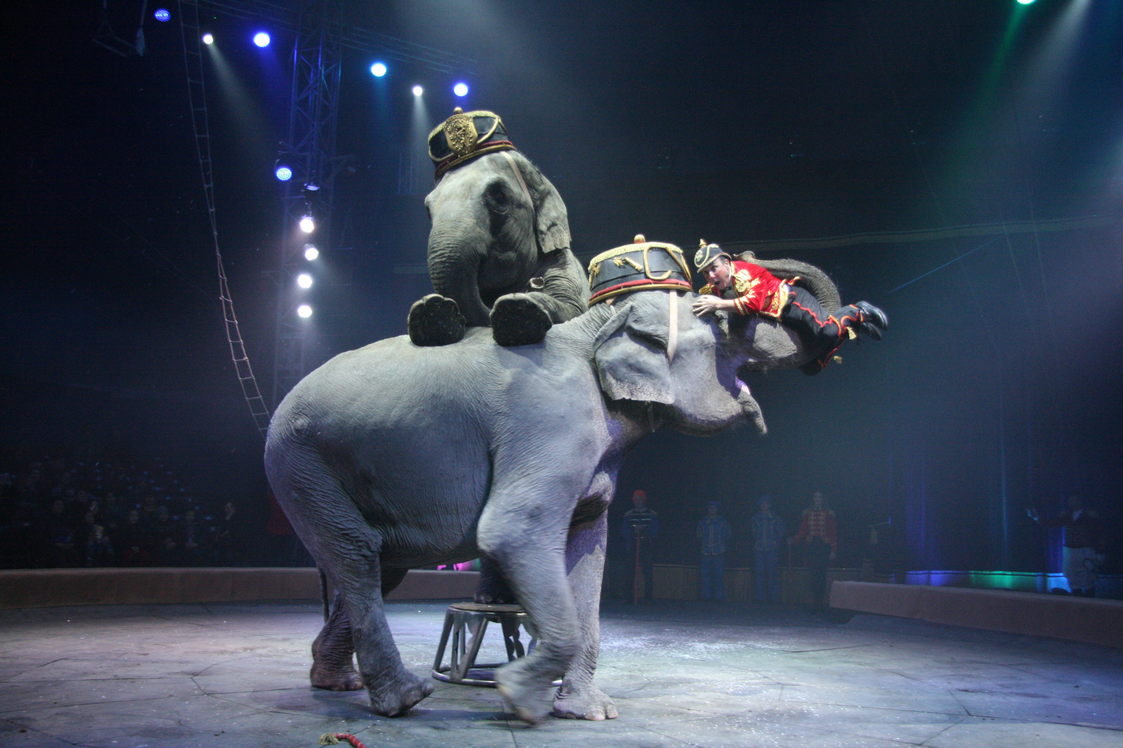 Цирк слонов билеты. Итальянский цирк. Цирковые слоны. Слоны в цирке на Фонтанке. Экзотические животные в цирке.