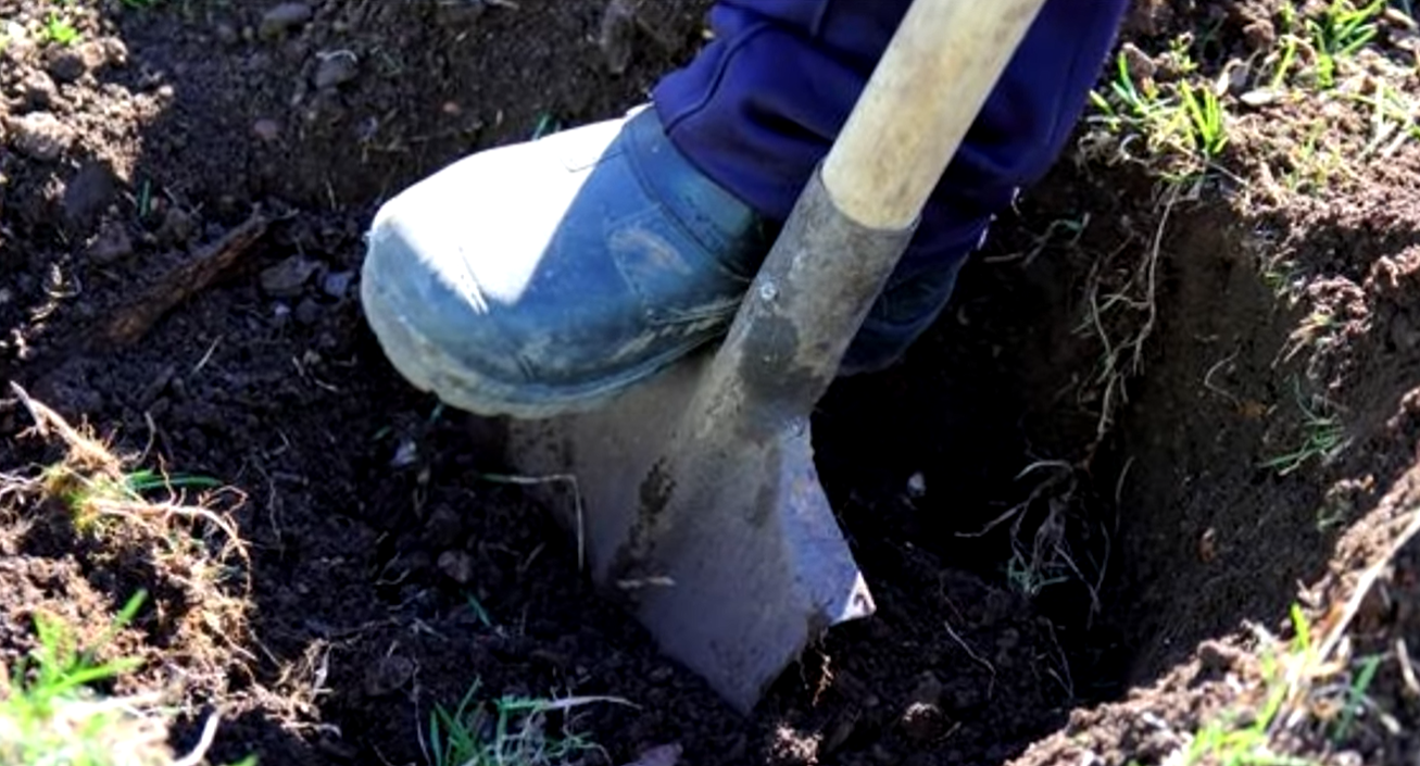 Вскопать сотку. Вскопка огорода вручную. Вскопанная земля. Весной выкопать клубнику и перекопать землю.