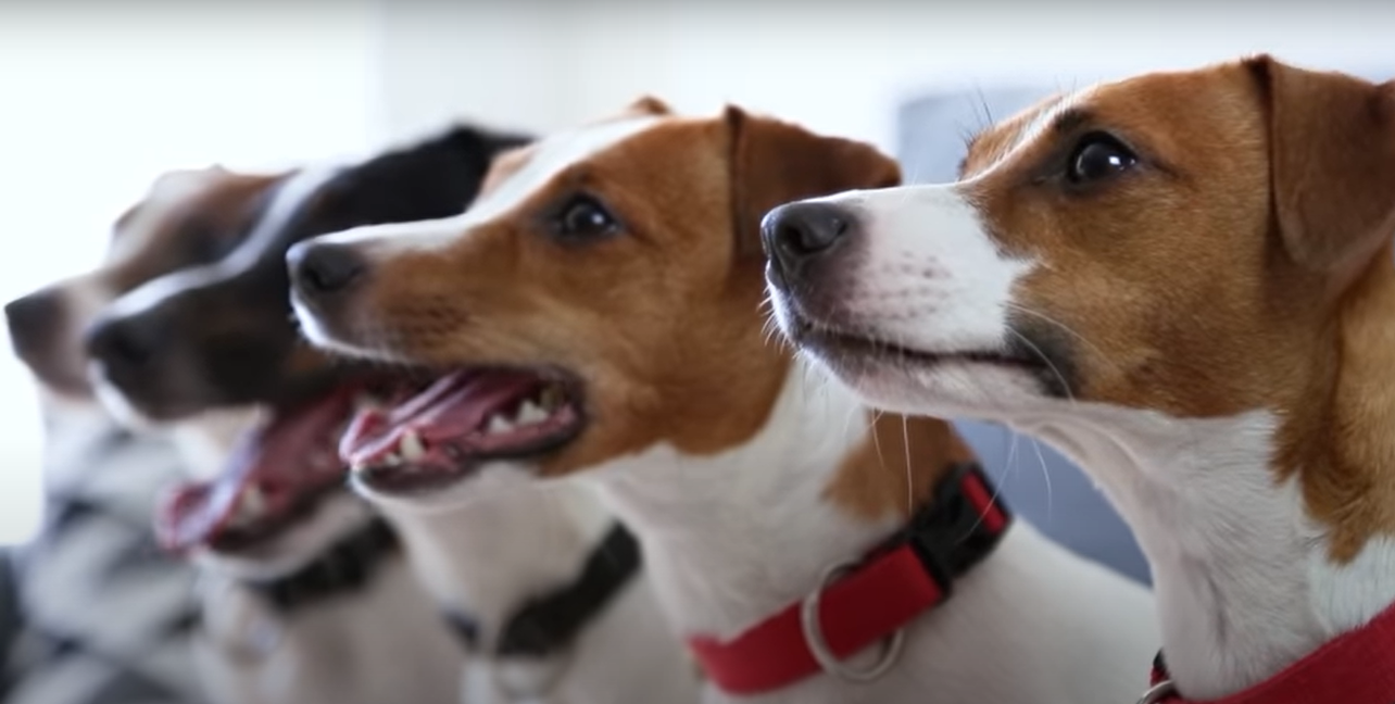 Можно ли давать собаке кости