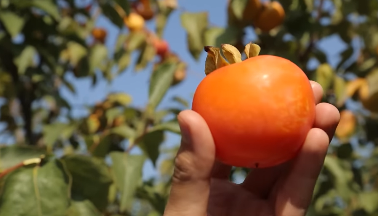 Как определить по названию, какой сорт хурмы вкуснее