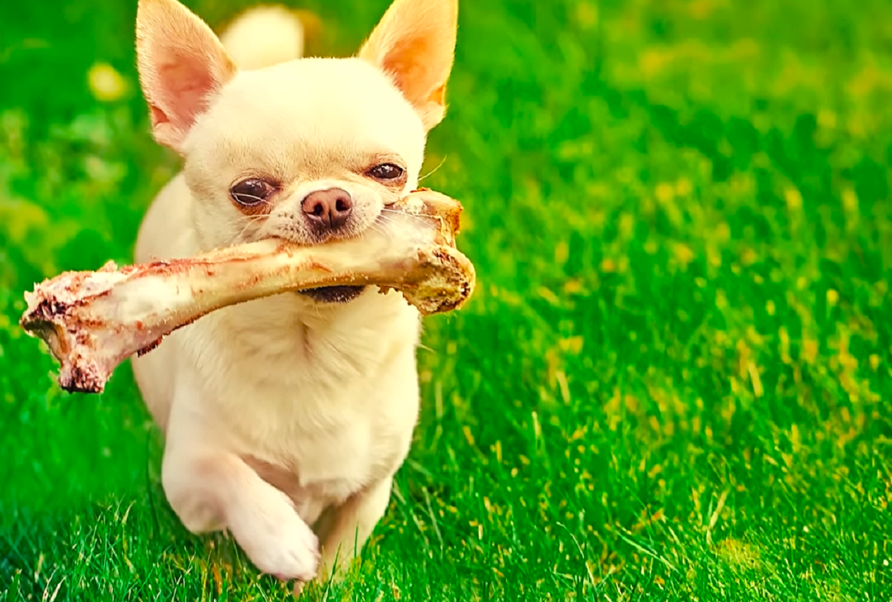 Чихуахуа грызет. Почему чихуахуа грызет. Обгрызанная чихуахуа. Почему чихуахуа грызет. Как отучить щенка чихуахуа кусаться.