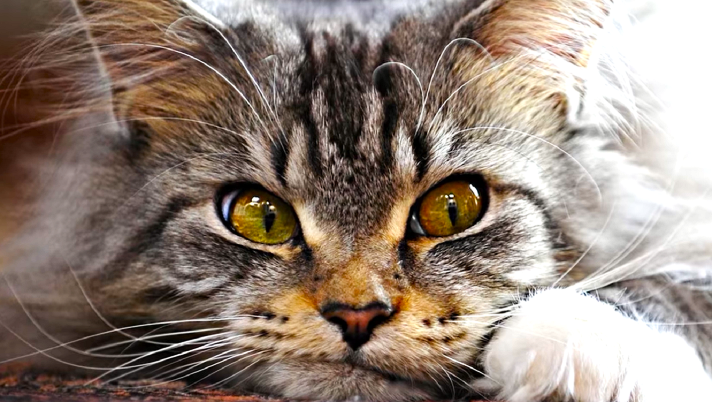 Как правильно кормить кота домашней едой со стола