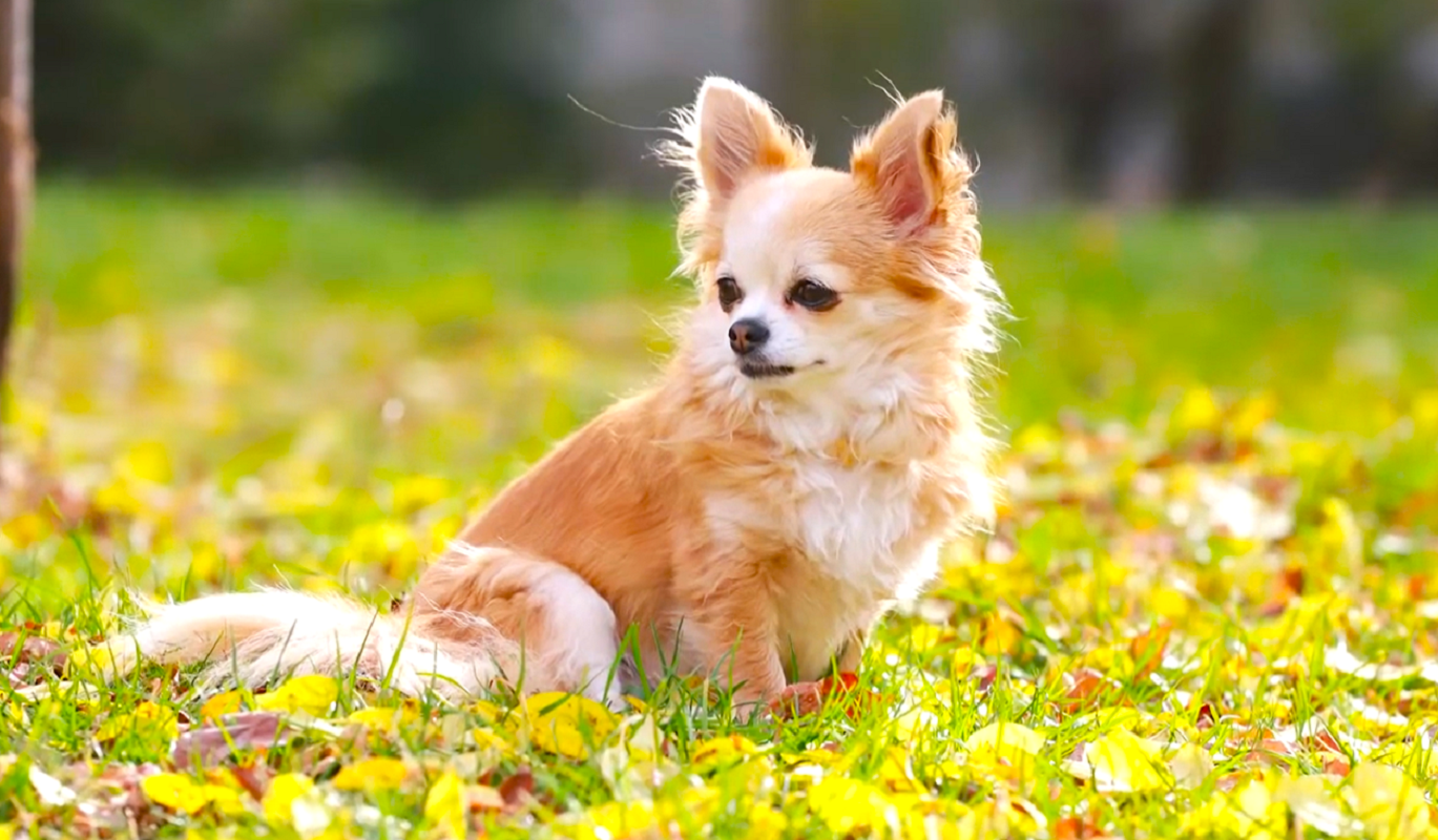 Как защитить собаку от клещей