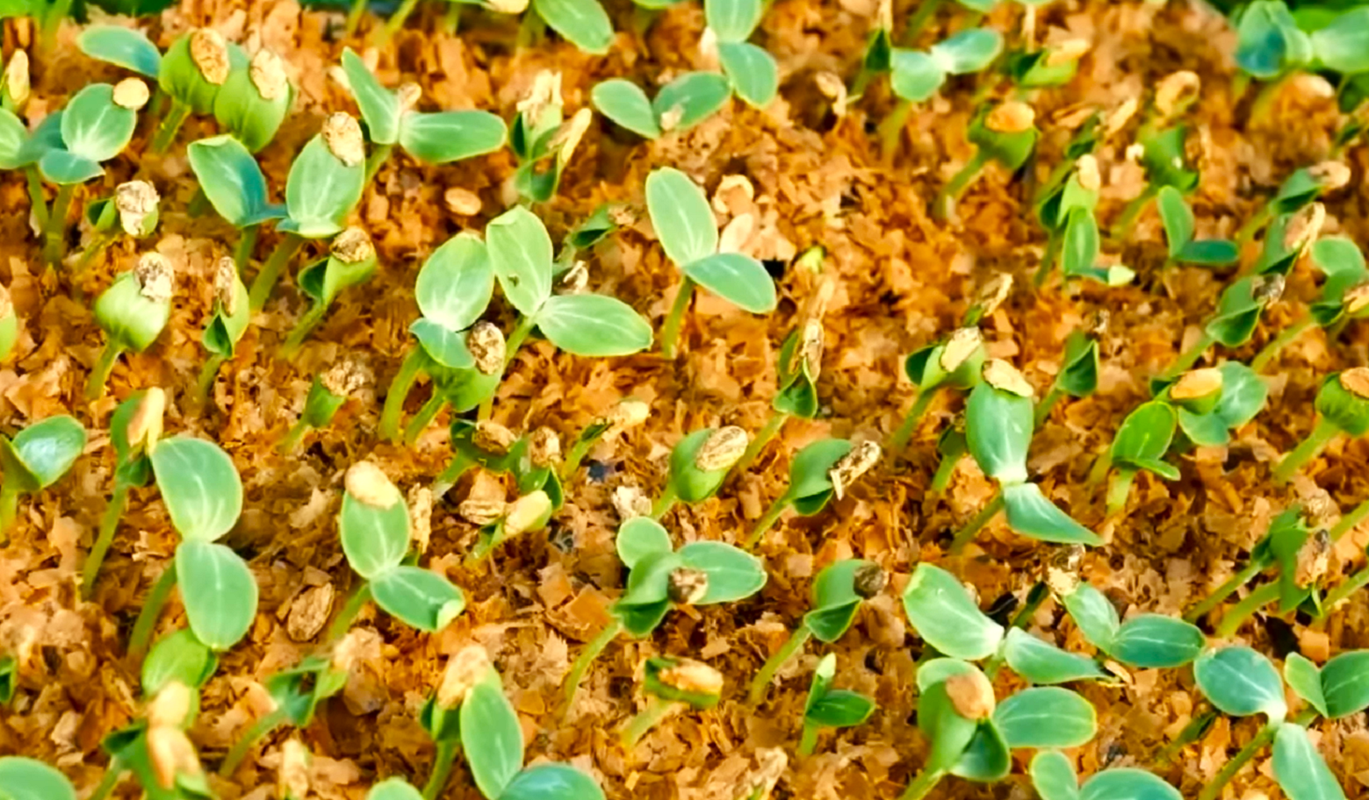 Чем посыпать рассаду перца и помидоров, чтобы не было "черной ножки"