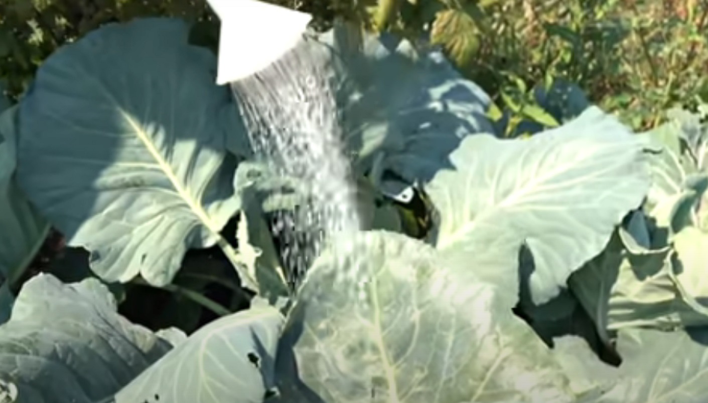 Посадка шпината в теплице. Полив капусты солью. Капельный полив для капусты. Полив рассады капусты. Для капусты от вредителей.